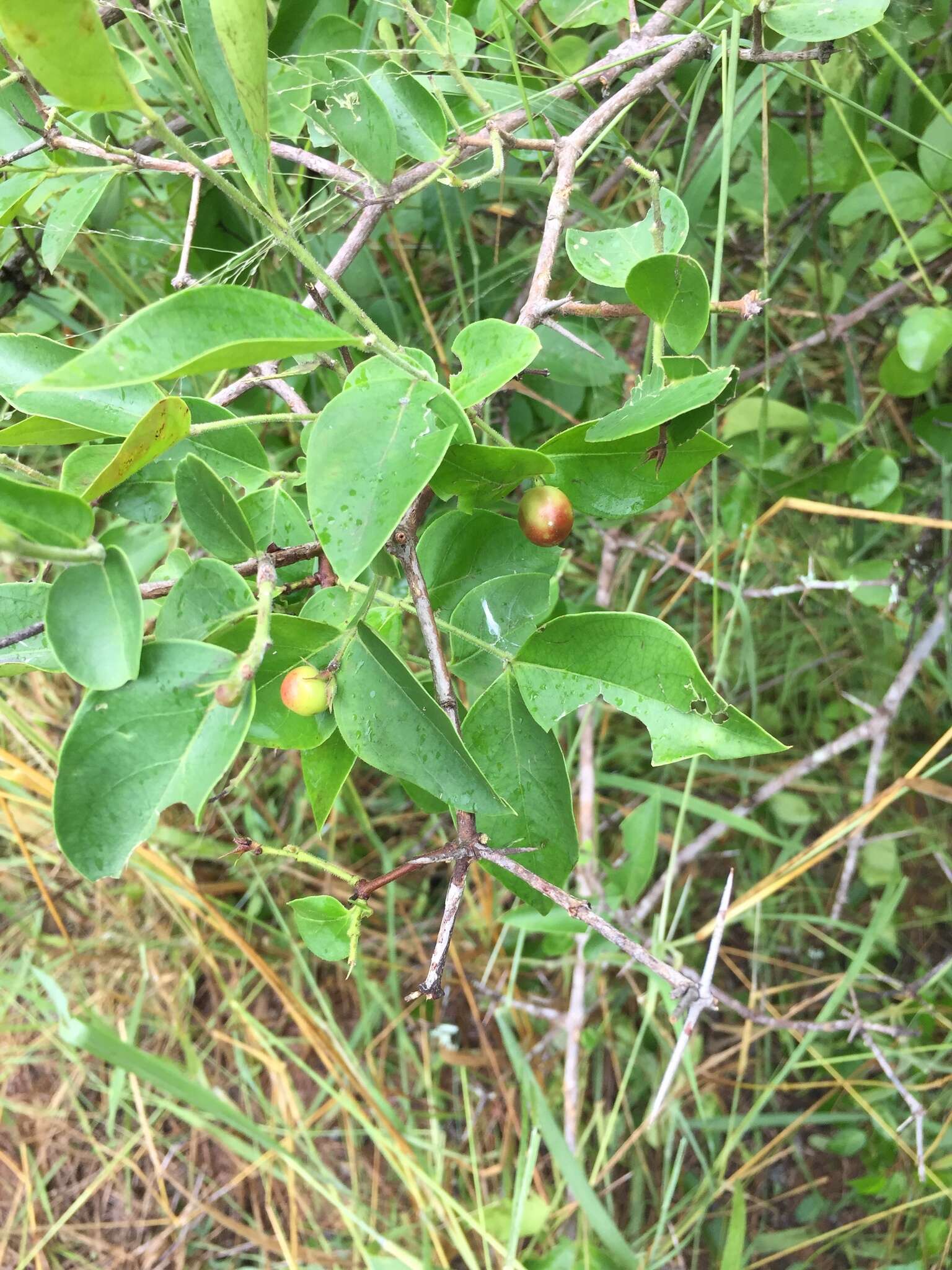 Image de Carissa edulis (Forssk.) Vahl