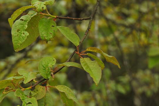 Image de Prunus obtusata Koehne