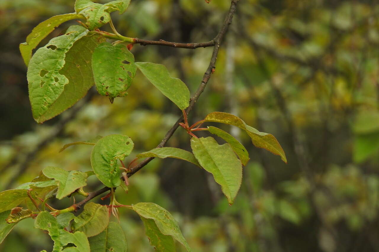 Imagem de Prunus obtusata Koehne