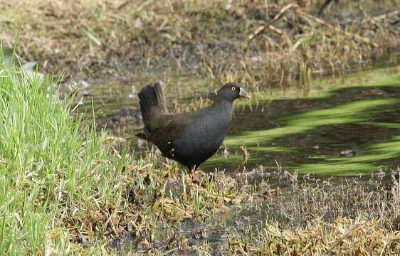 Image of Black-tailed Native-hen