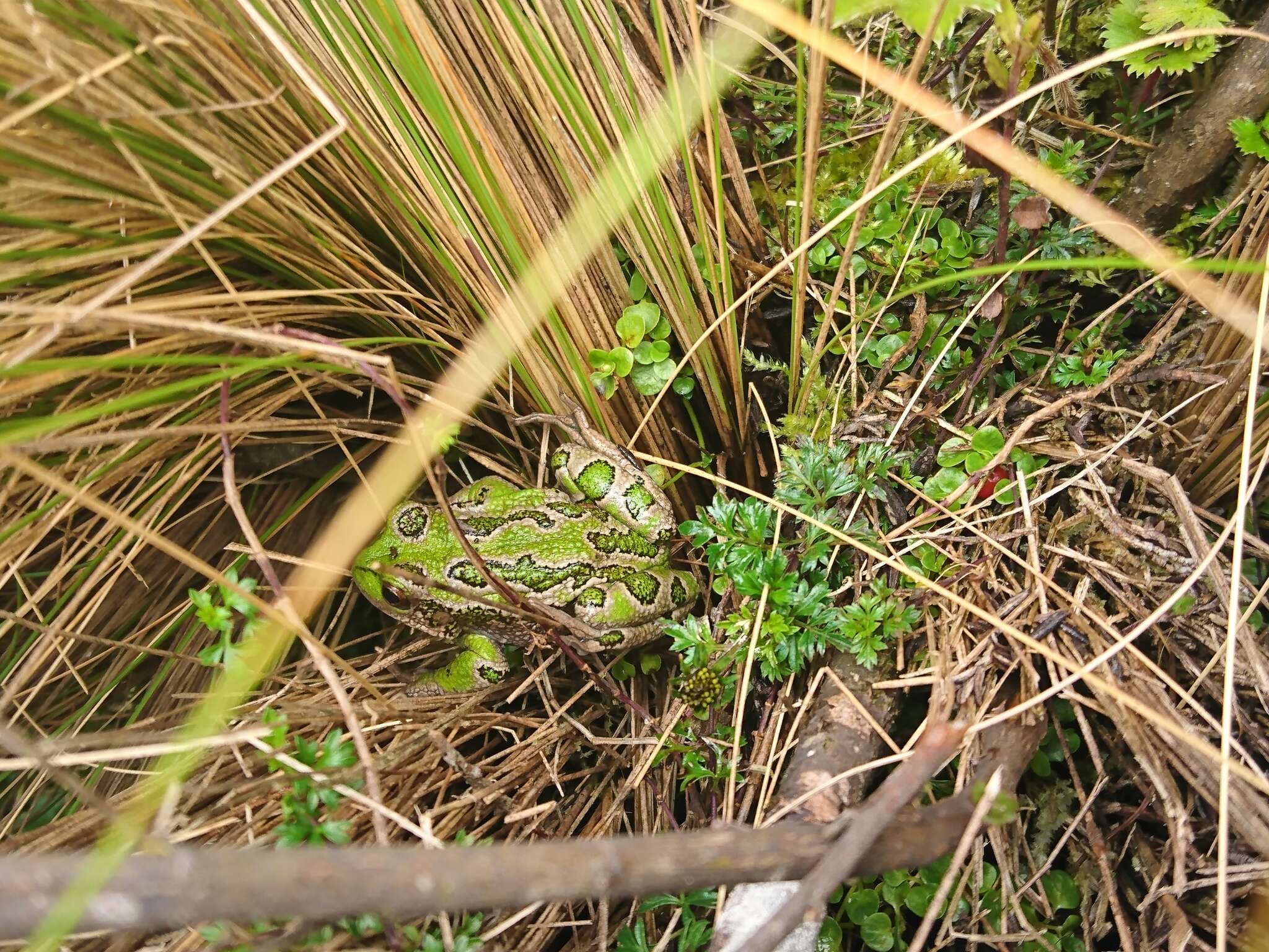 Image of Gastrotheca pseustes Duellman & Hillis 1987