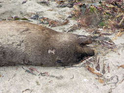 Image of northerns sea lions