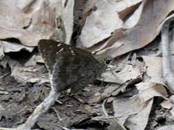 Image of Acacia Skipper