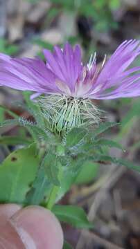 Image de Centaurea pullata L.