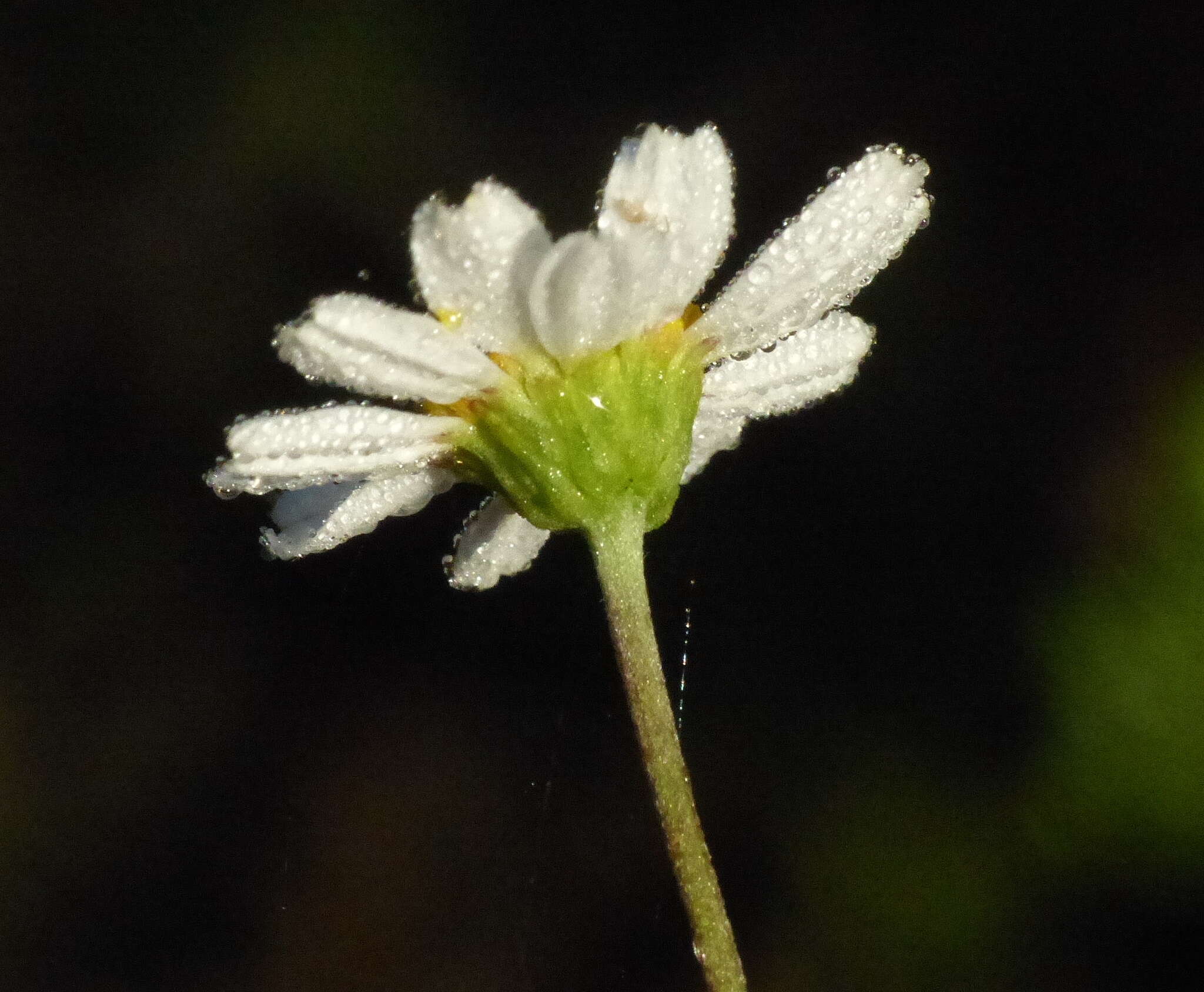 Image of Lidbeckia pinnata J. C. Manning & Helme