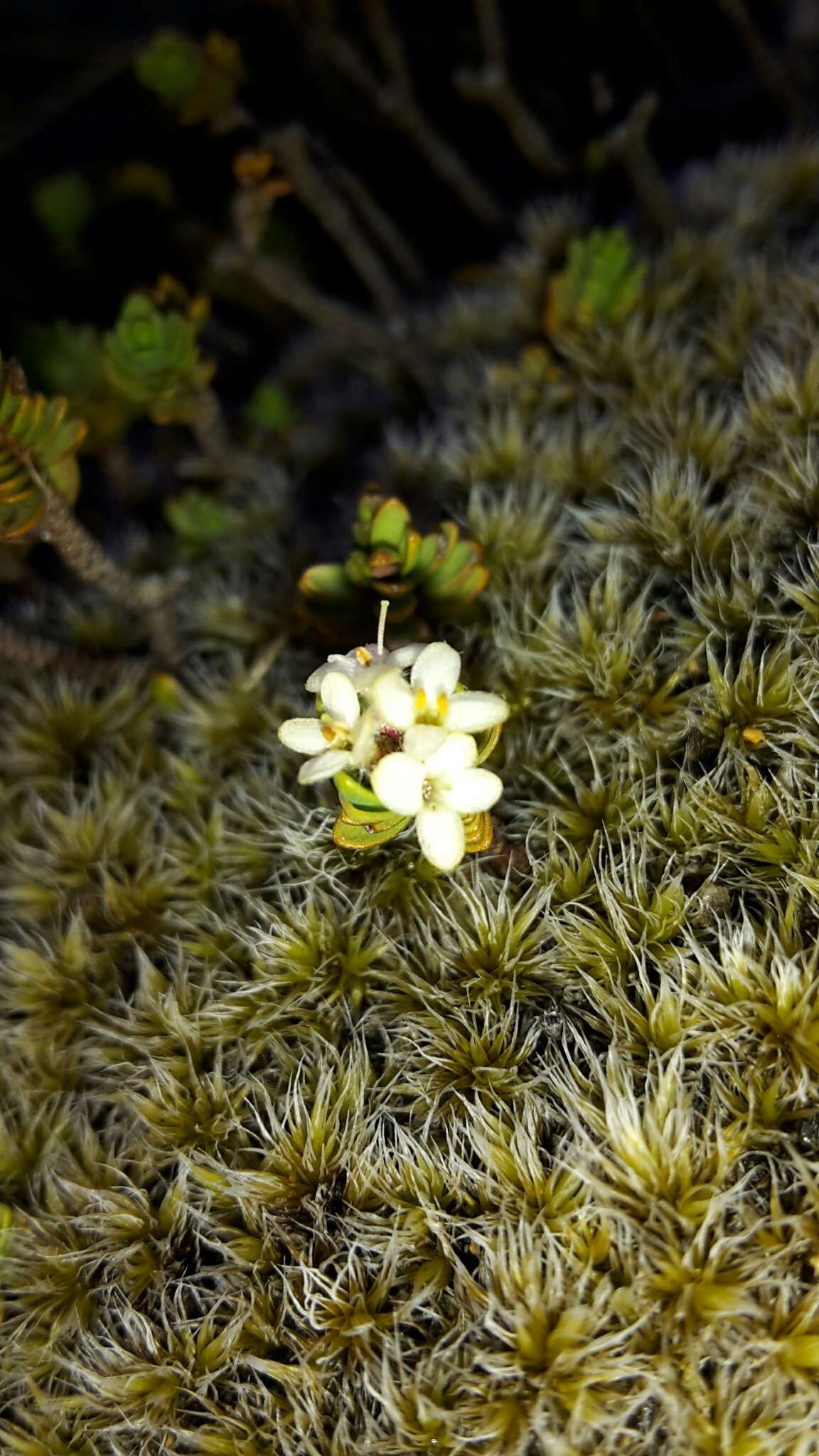 Image of Pimelea prostrata var. alpina Cheesem.