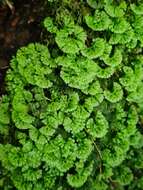 صورة Hymenophytaceae