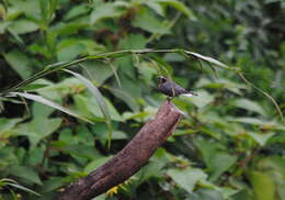 Image of Black-and-chestnut Warbling Finch