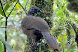 Image of Bearded Guan