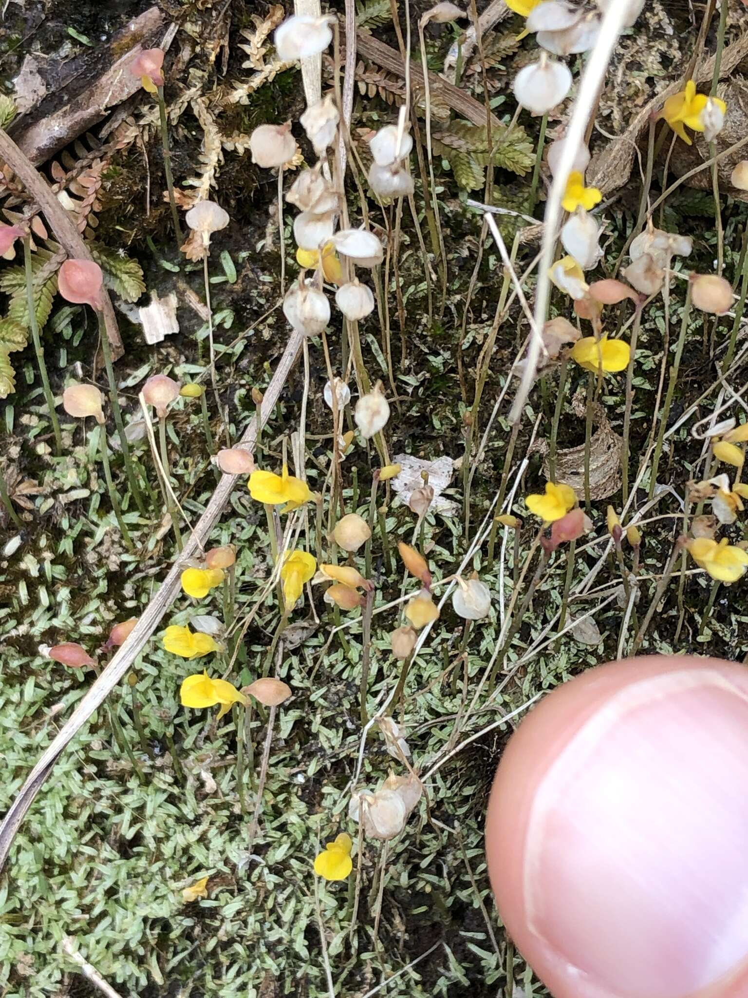 Image of Bifid Bladderwort