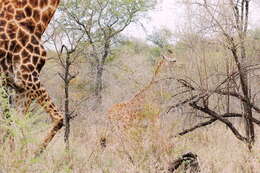 Image of Southern giraffe