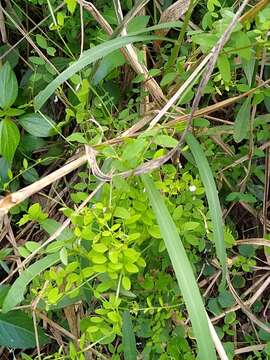 Imagem de Vicia floridana S. Watson