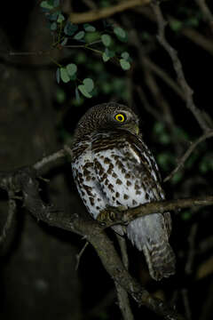 Image of African Barred Owlet