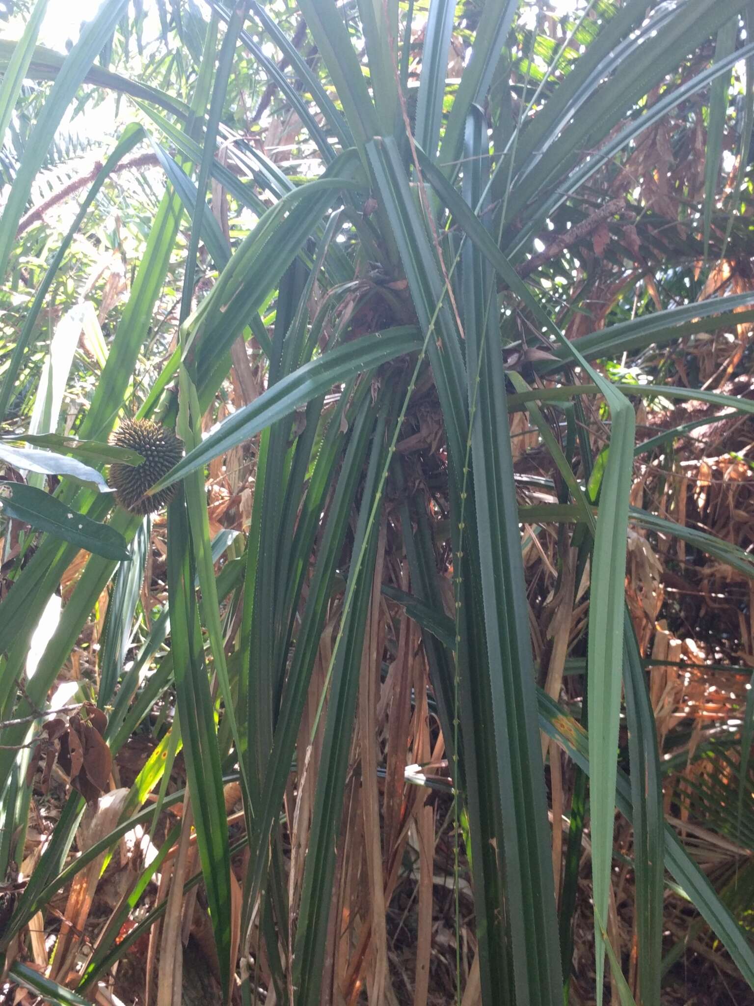 Image of Scrub breadfruit