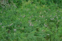 Plancia ëd Vicia cassubica L.