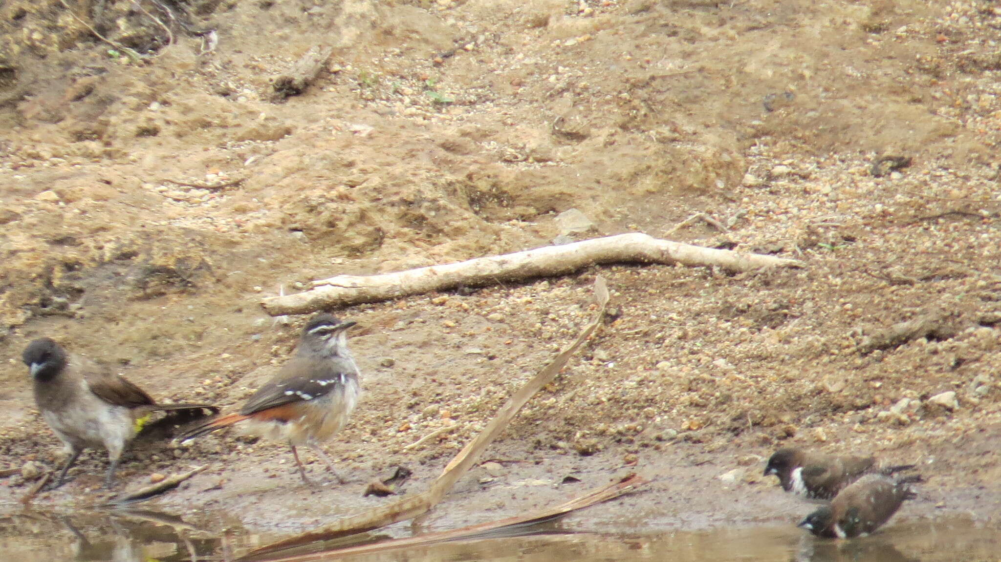 Image of Brown-backed Scrub Robin