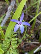 Image of Dainty blue china orchid