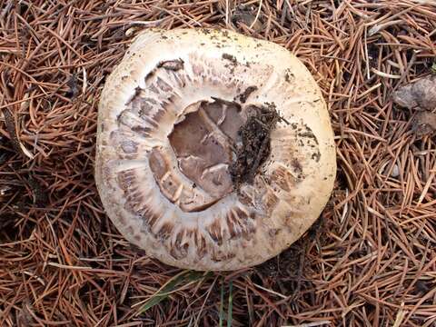 Image of Agaricus iodosmus Heinem. 1965