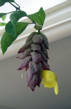 Image of wild sage