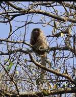 Image of Chacoan Titi Monkey