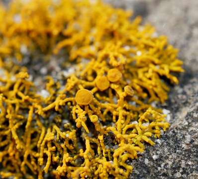 Image of coral orange lichen