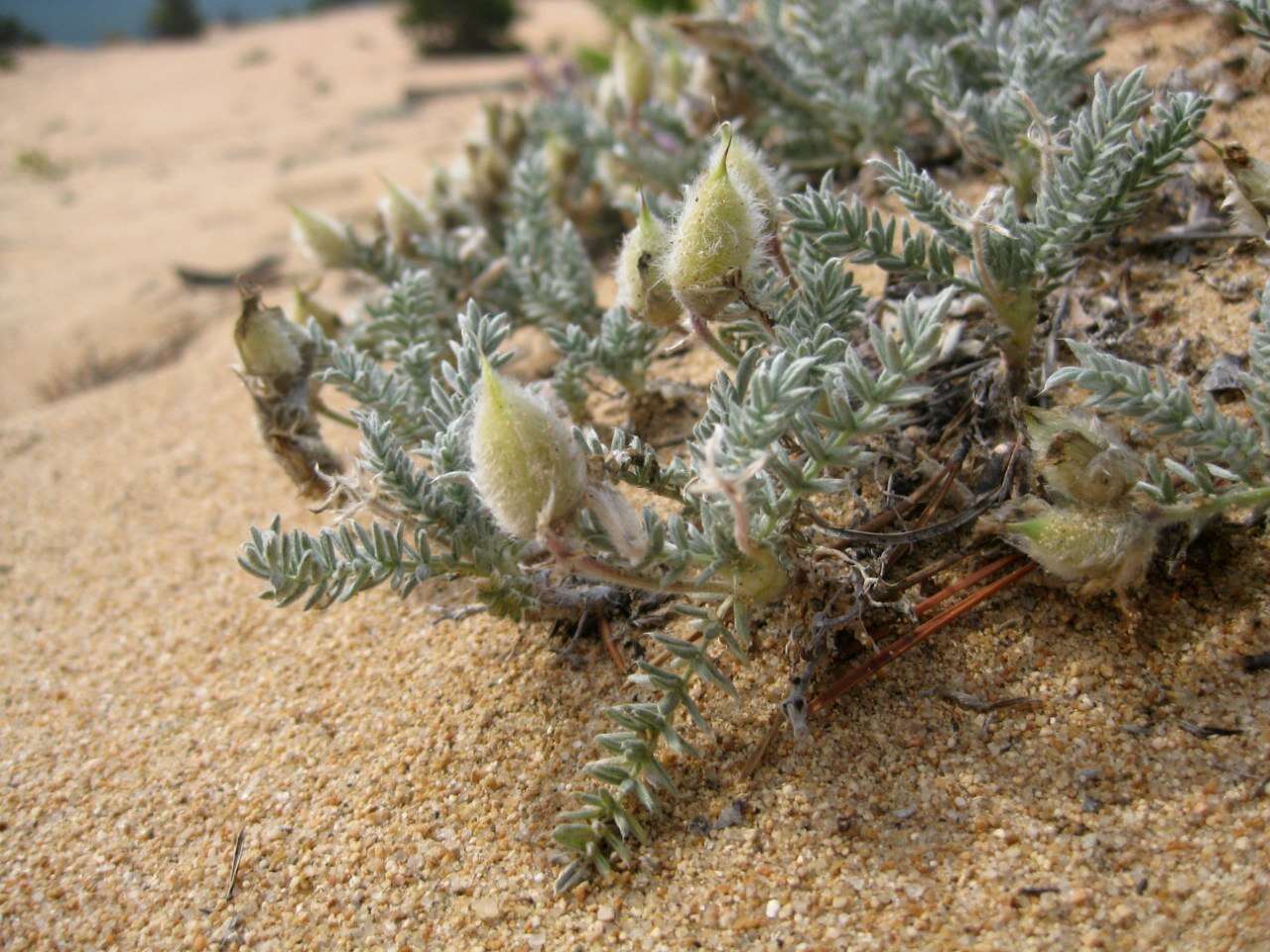 Image de Oxytropis lanata (Pall.) DC.