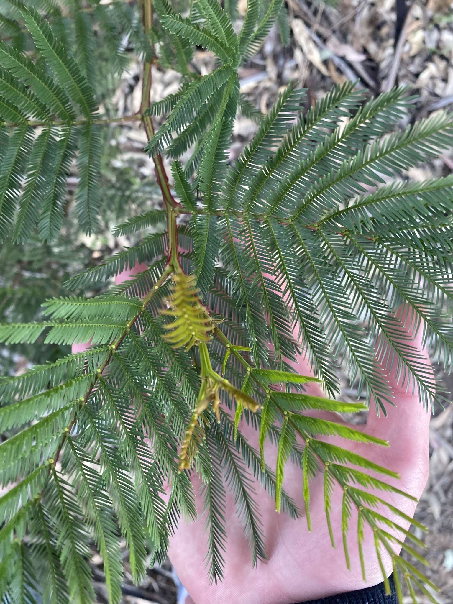 Image of South Wales wattle