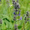 Image of Salvia dumetorum Andrz. ex Besser