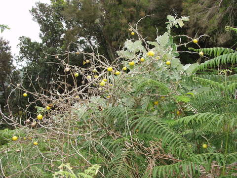 Image de Solanum marginatum L. fil.