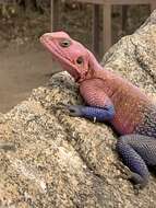 Image of Mwanza Flat-headed Rock Agama