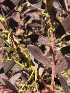 Image of Acacia cochlearis (Labill.) H. L. Wendl.