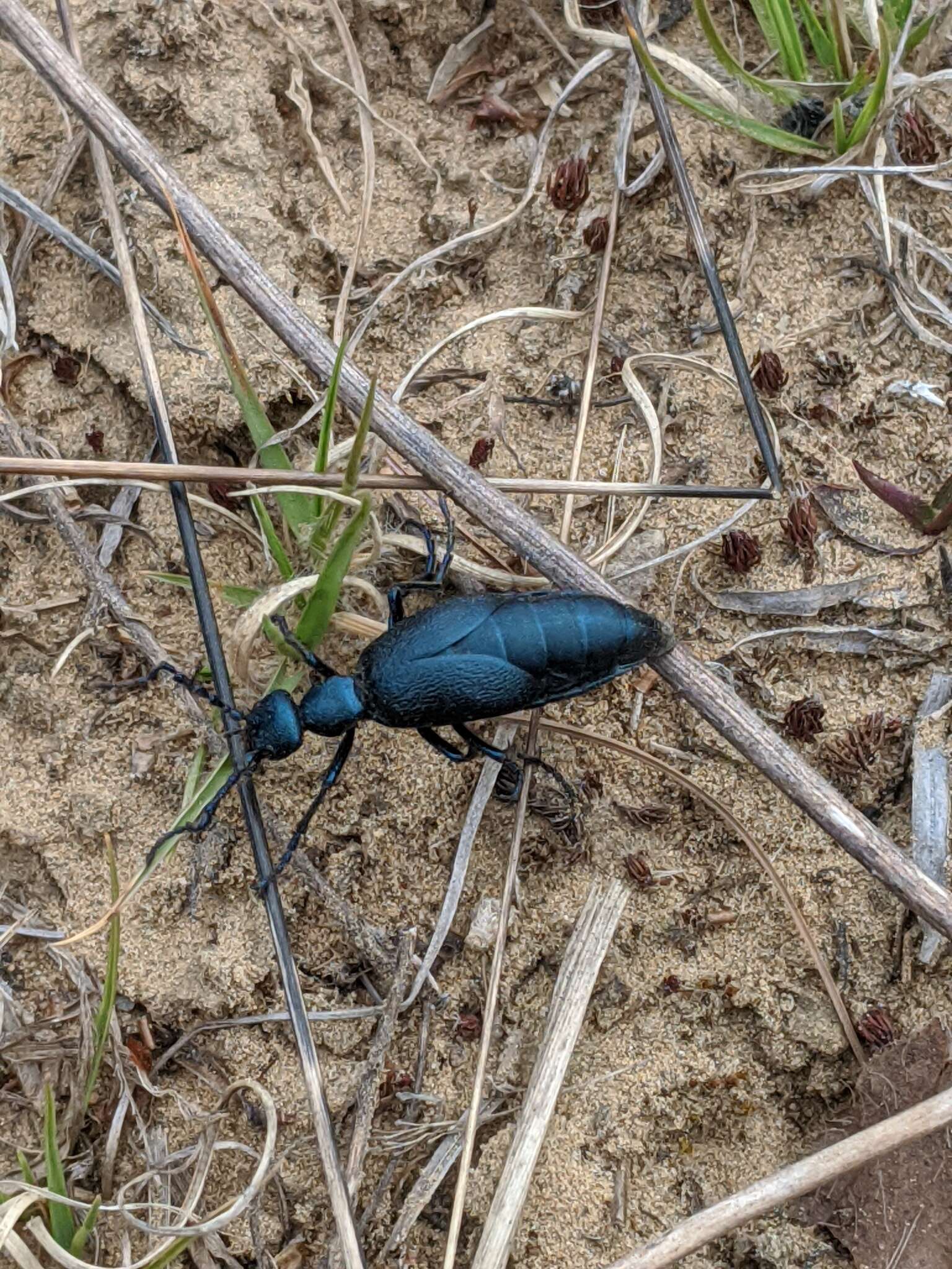 Image of Buttercup Oil Beetle