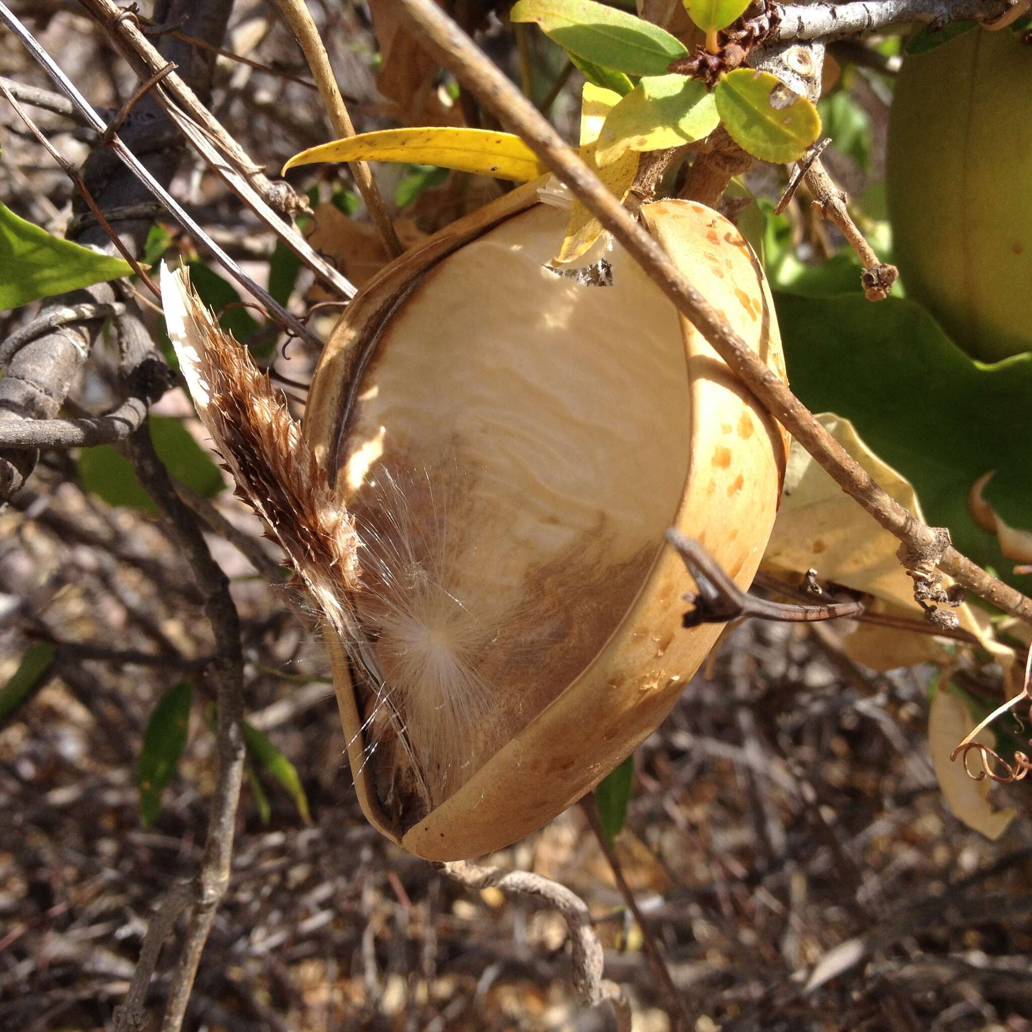 Image of Marsdenia edulis S. Wats.