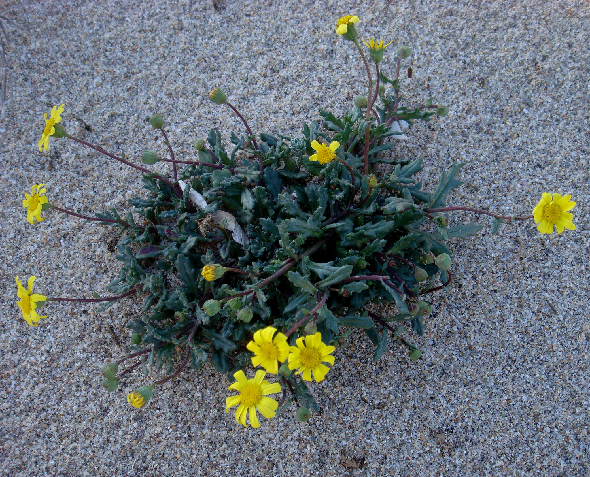 Image of coastal ragwort