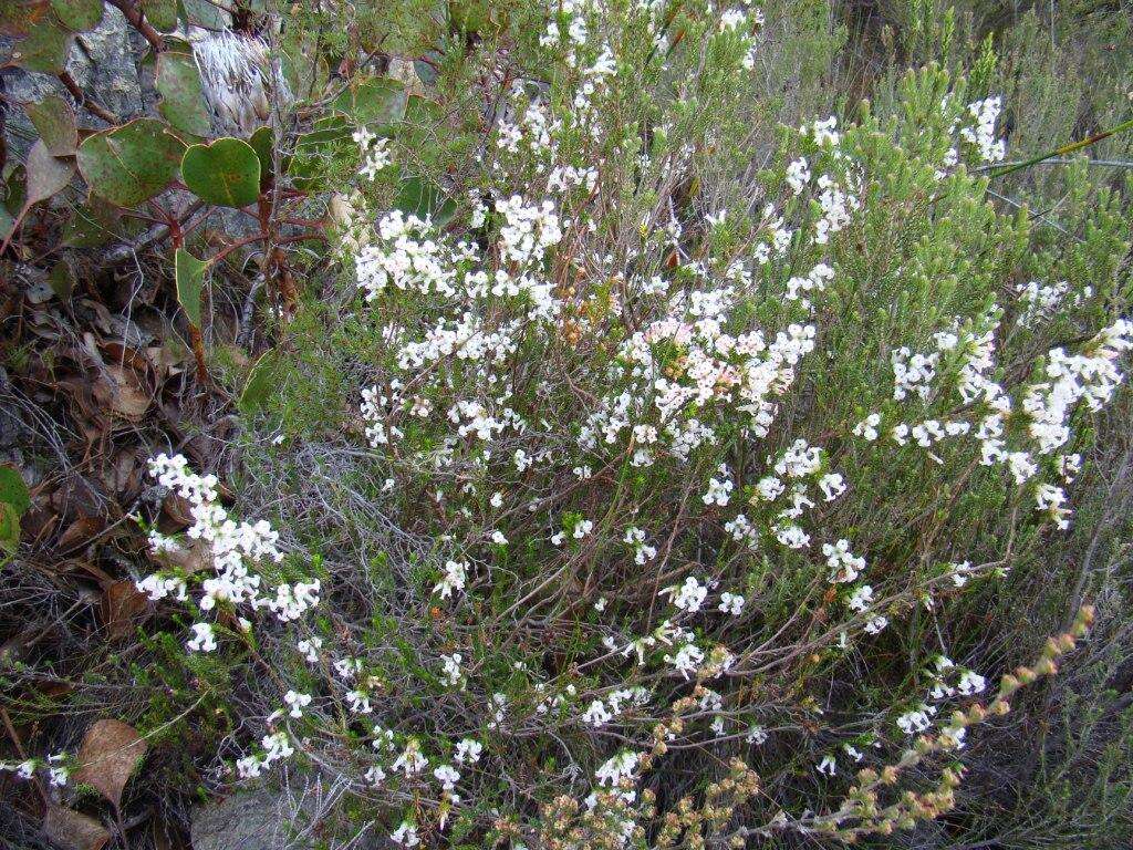 Image of Erica denticulata var. denticulata