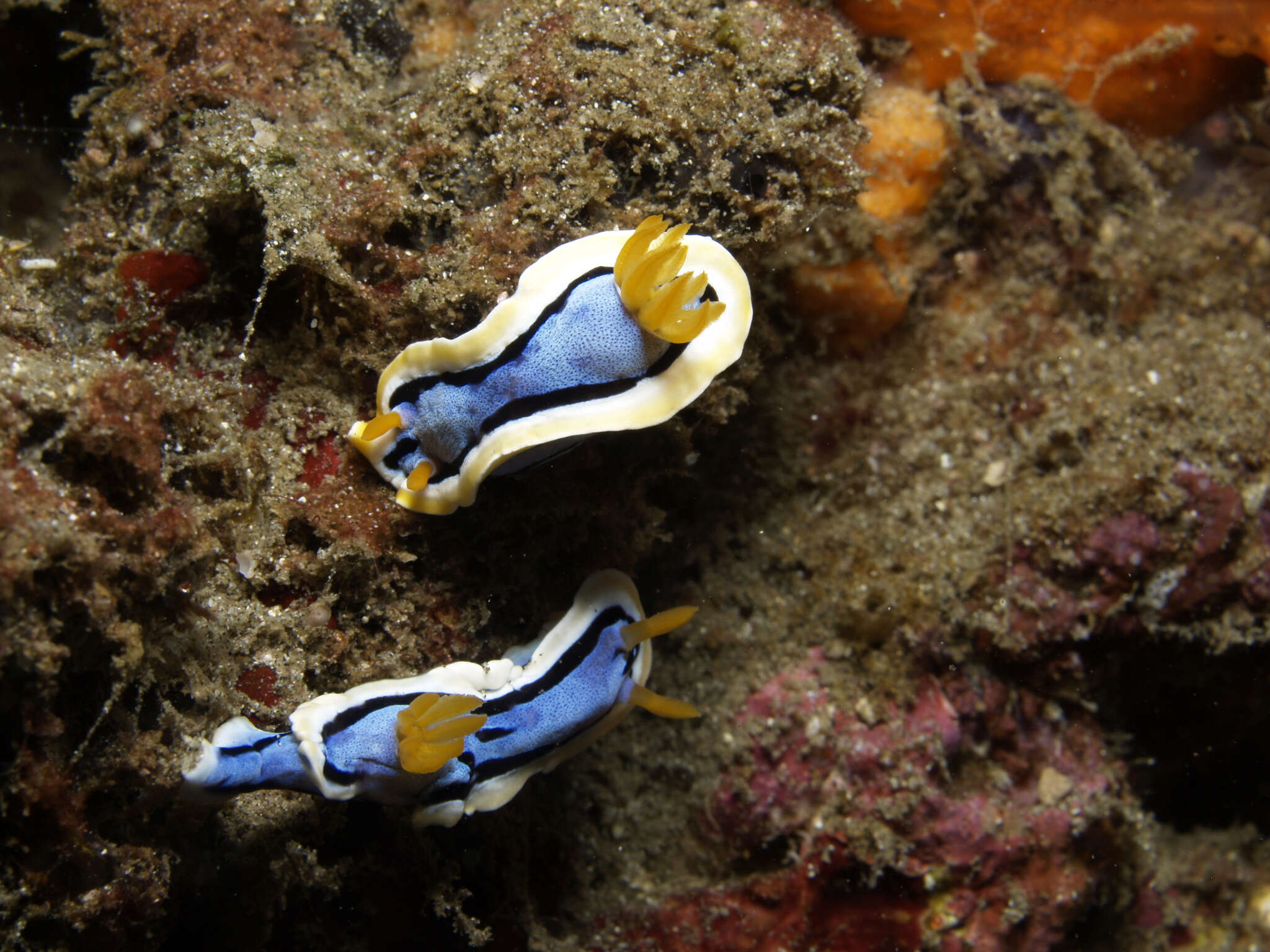 Image of Chromodoris annae Bergh 1877