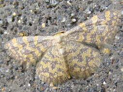 Image of Idaea auricruda Butler 1879