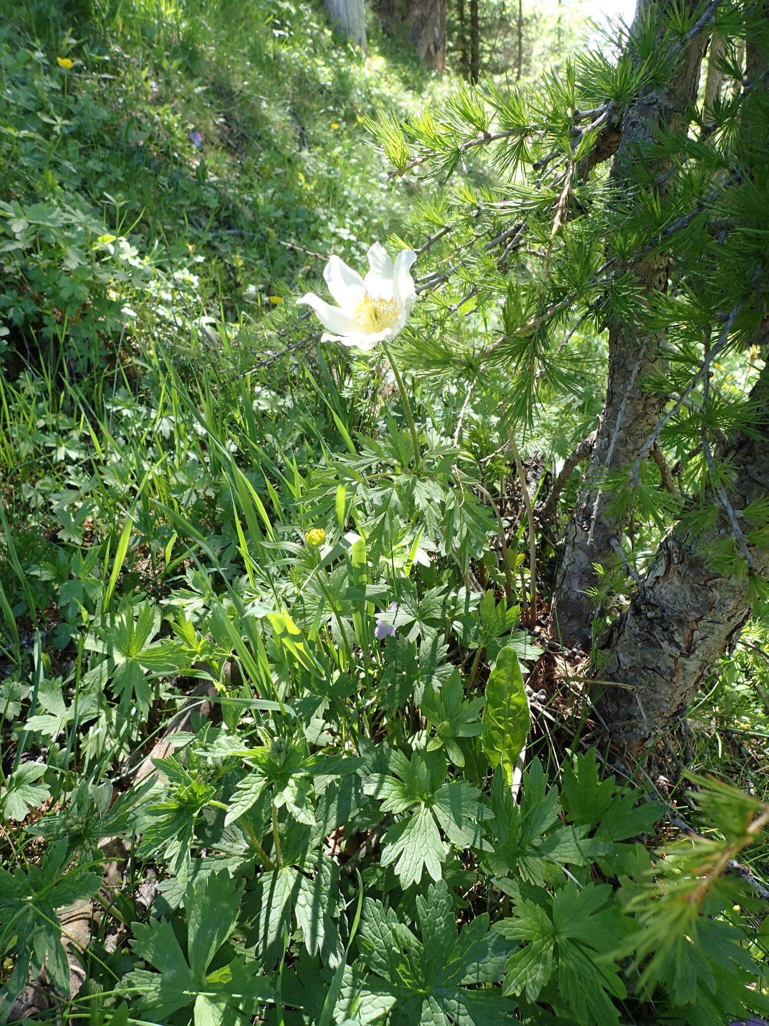 Image of Pulsatilla alpina subsp. alpina