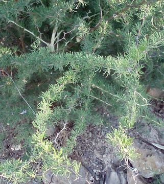 Image of <i>Asparagus albus</i> L.