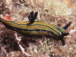 Image of Tyrannodoris tigris (Farmer 1978)