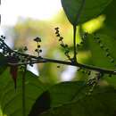 Image of Cleidion castaneifolium Müll. Arg.