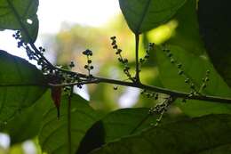 Plancia ëd Cleidion castaneifolium Müll. Arg.