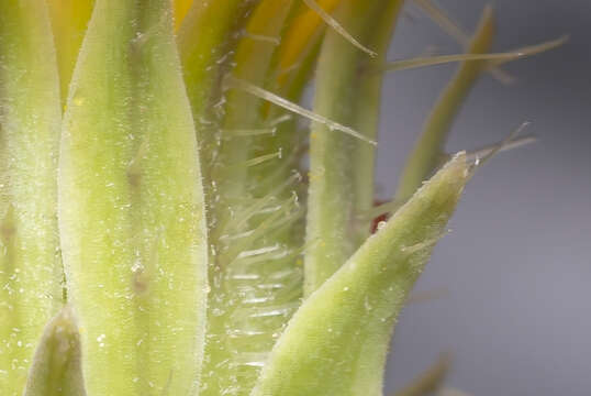 Image of smallflower oxtongue