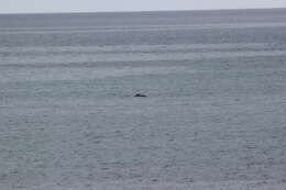 Image of Indian Humpback Dolphin