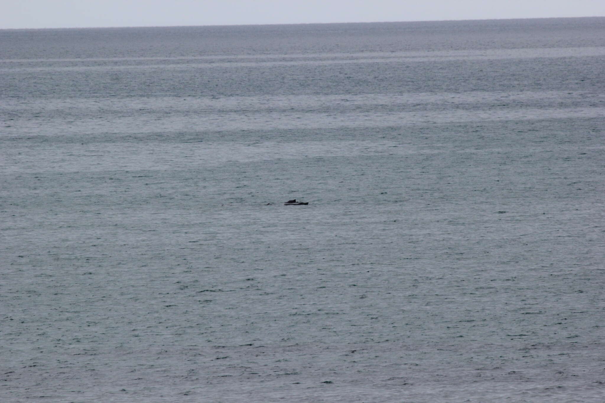 Image of Indian Humpback Dolphin