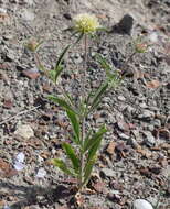 Imagem de Lomelosia rotata (Bieb.) W. Greuter & Burdet