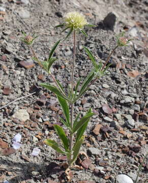 Слика од Lomelosia rotata (Bieb.) W. Greuter & Burdet