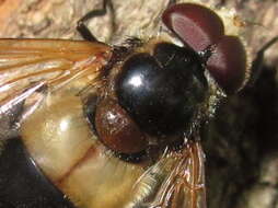 Image of Volucella tabanoides Motschulsky 1859