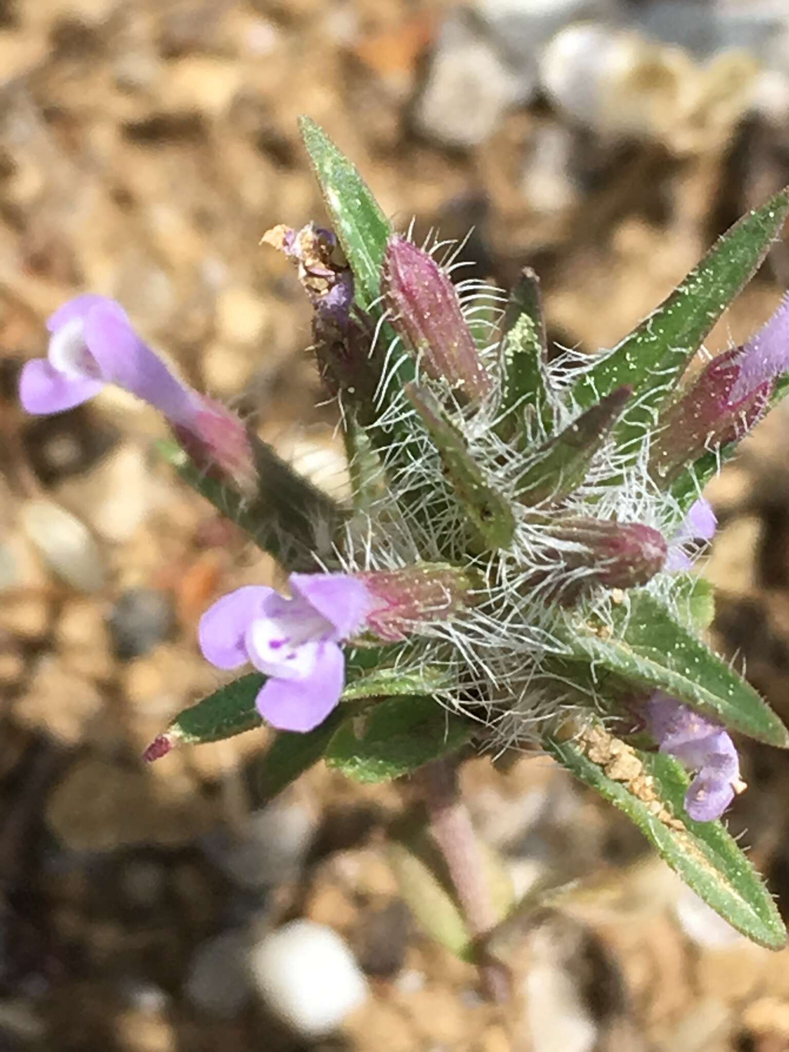 Image of Ziziphora taurica M. Bieb.