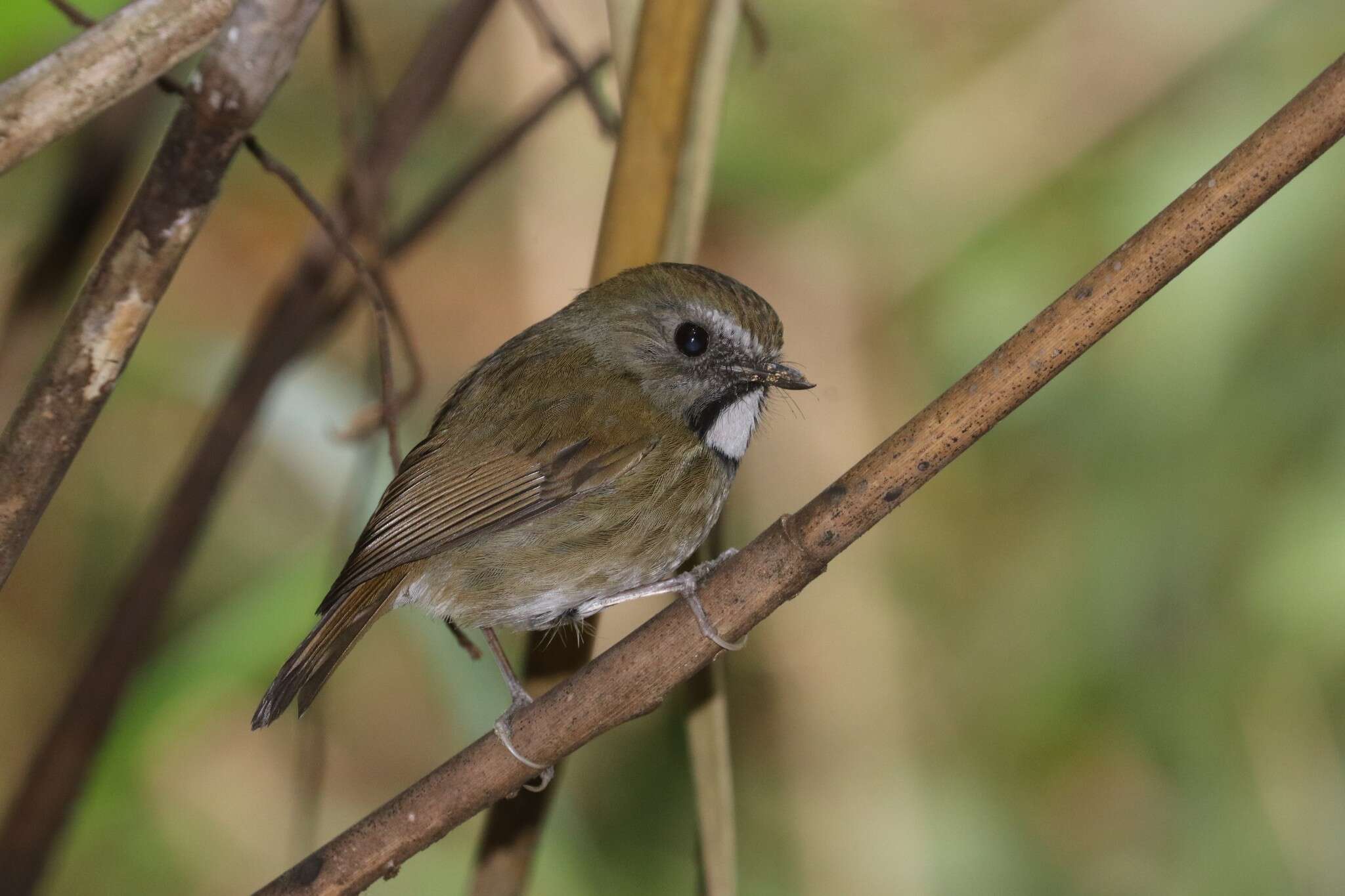 Image of White-gorgeted Flycatcher